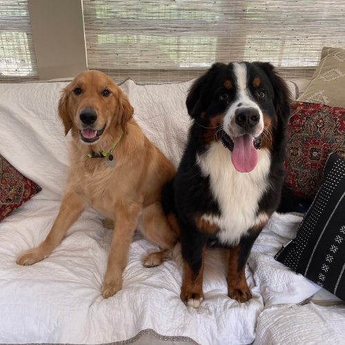 Photo of Sam and Goose