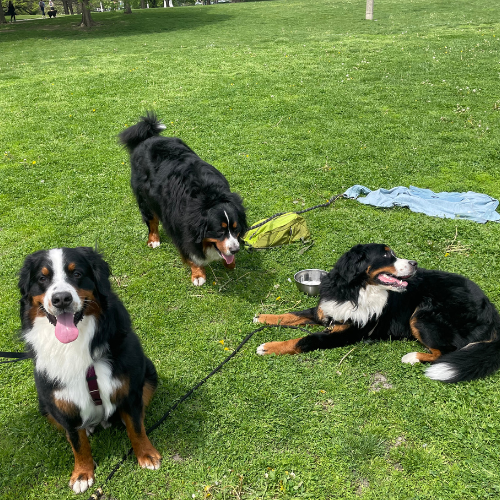 Photo of 3 Bernese Mountain Dogs
